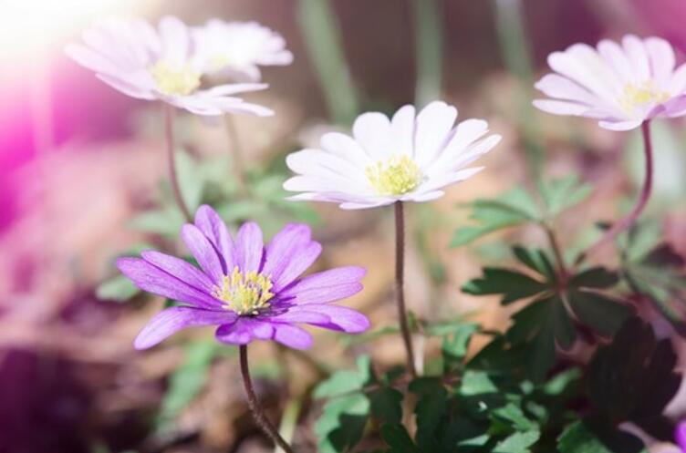 女人要优秀的经典语录文案