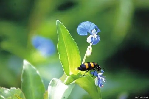 赞美二月唯美诗句文案
