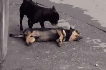 人不如狗的经典句子文案