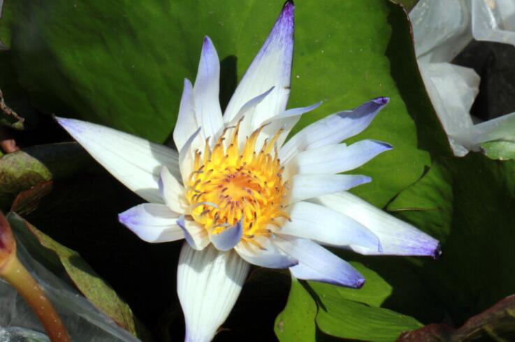 一心向佛的霸气句子文案