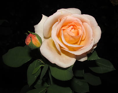 写给对象的1000字情话文案