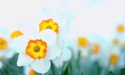 亲情也不过如此的句子文案