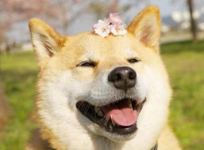 有趣的宠物文案