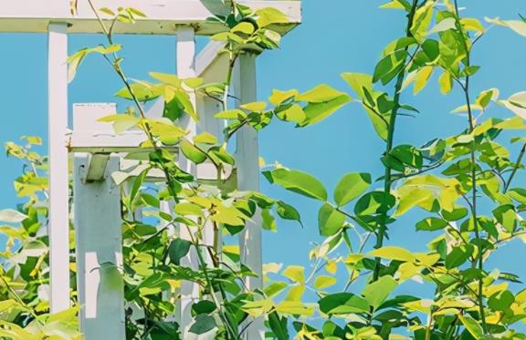 夏天的感受短句