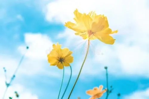 鼓励心情好的句子文案