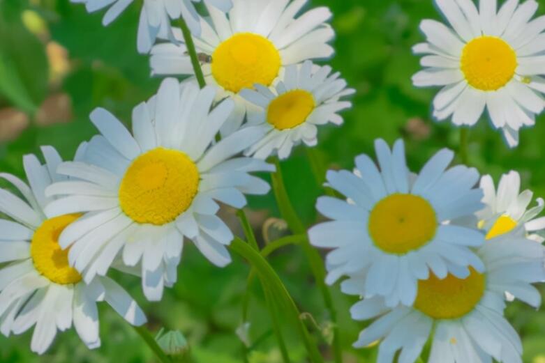 淡然随心说说文案短句