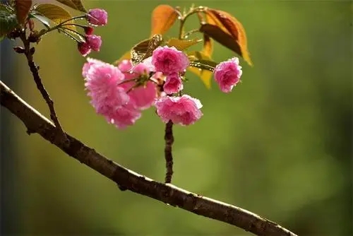 描写春风温柔的短句