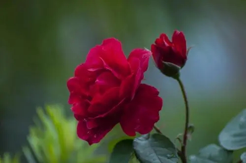 女王霸气经典语录文案