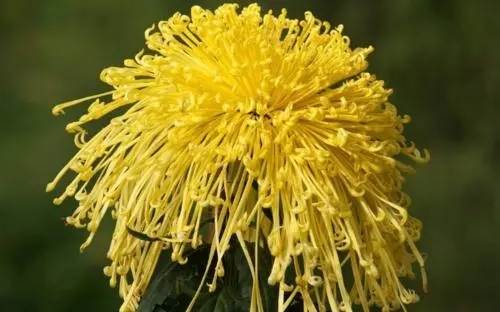 形容菊花的词语