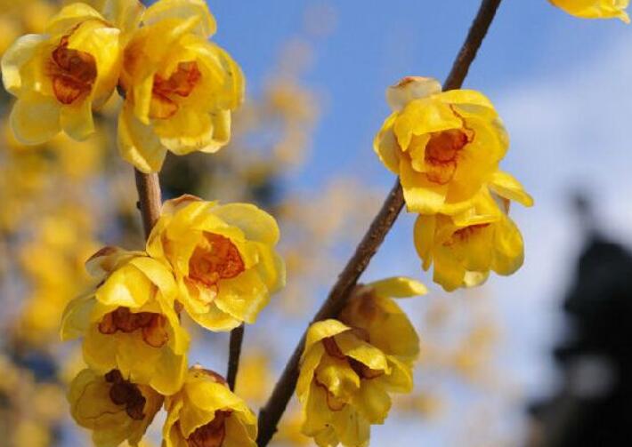 腊梅迎春的诗句文案