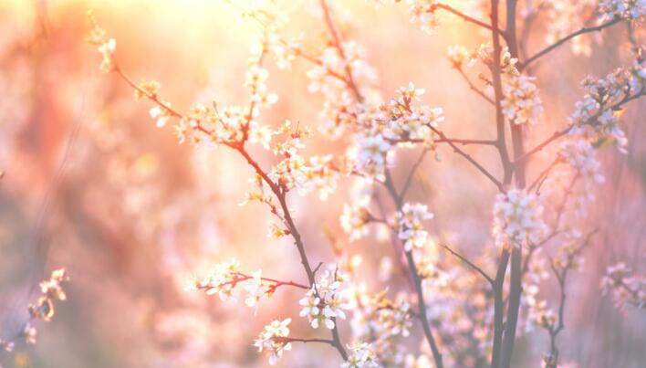 春天读书笔记好词好句文案