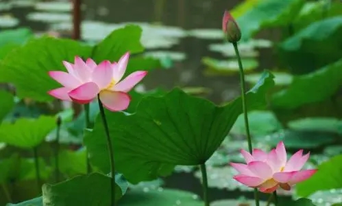 描写荷花的美文摘抄