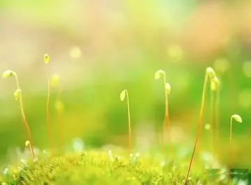 春天早安祝福短句