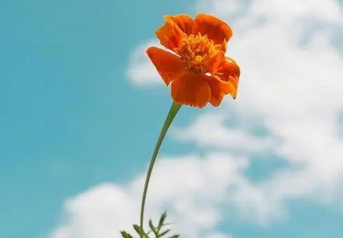 形容美好事物的句子文案是