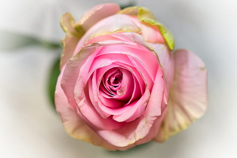 杜甫的诗被称为