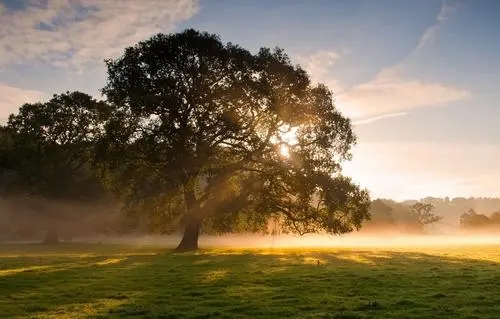 抖音回复经典句子文案