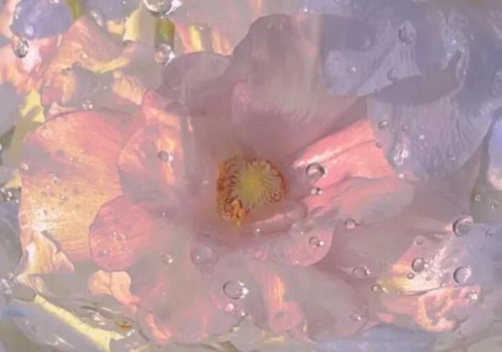 最开心的句子文案说说