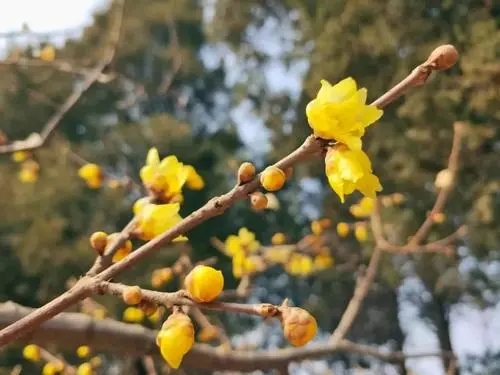 介绍腊梅花用一段话