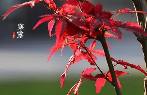 描写寒露的诗句文案摘抄