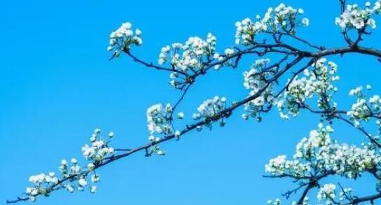 形容梨花落的诗句文案