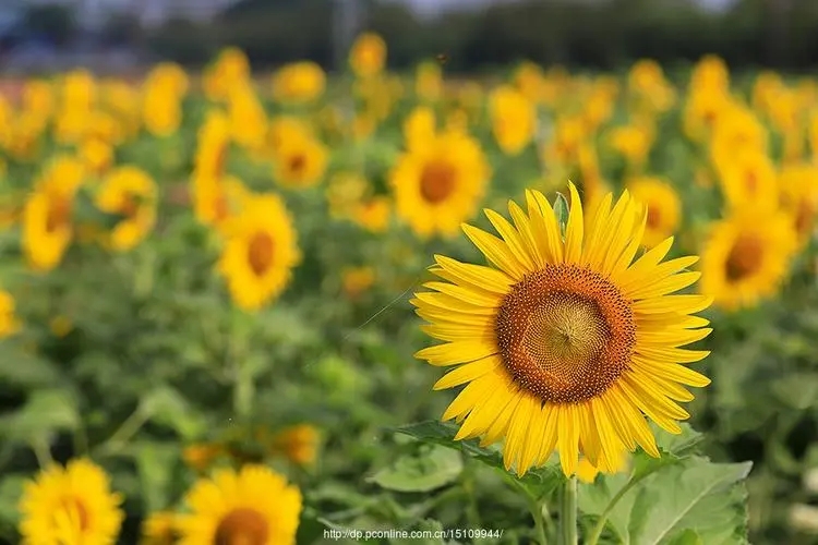 关于向日葵的唯美句子文案