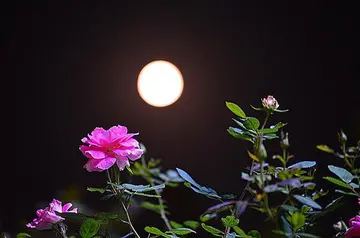 带有月份的诗句文案