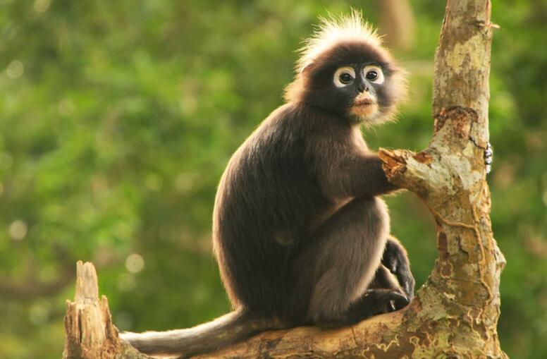 带有动物的诗句文案有哪些