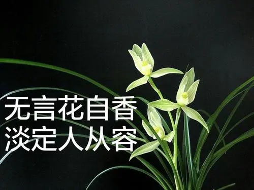 听风就是雨语录文案