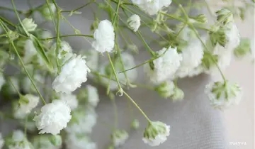 五十个优美句子文案15字