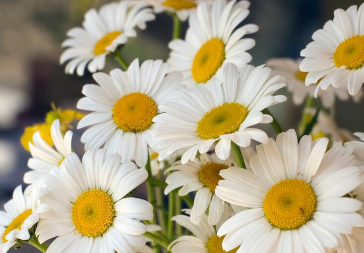 诚信做人正能量句子文案