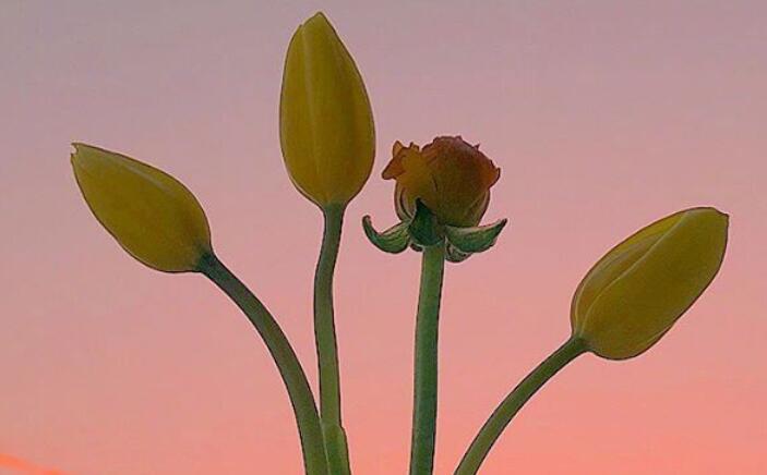 50岁生日祝福语句文案