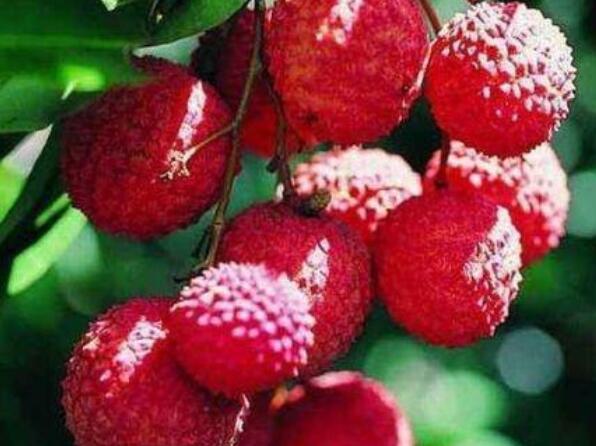 荔枝搞笑诗句文案