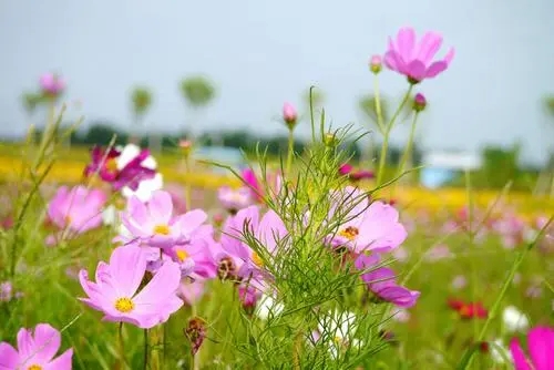 赏花的心情短语幽默