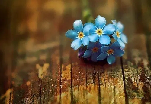 人生激励的唯美句子文案