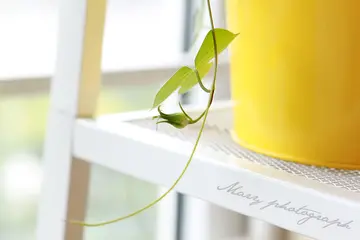 平淡生活中的小美好文案