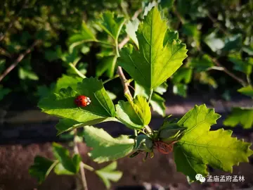 夏天绿意盎然唯美句子文案