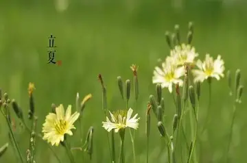 有关立夏的谚语和诗句文案