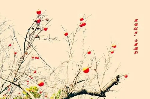 关于果实满枝头的诗句文案