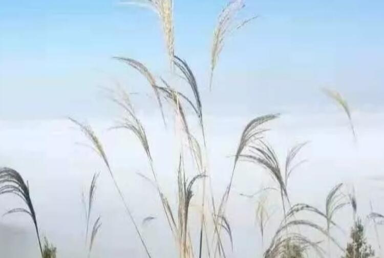 问候语中午好的动态图片带字的