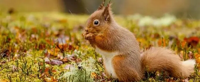 小动物的外形特点描写