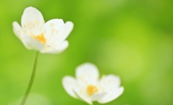 花的绽放励志句子文案