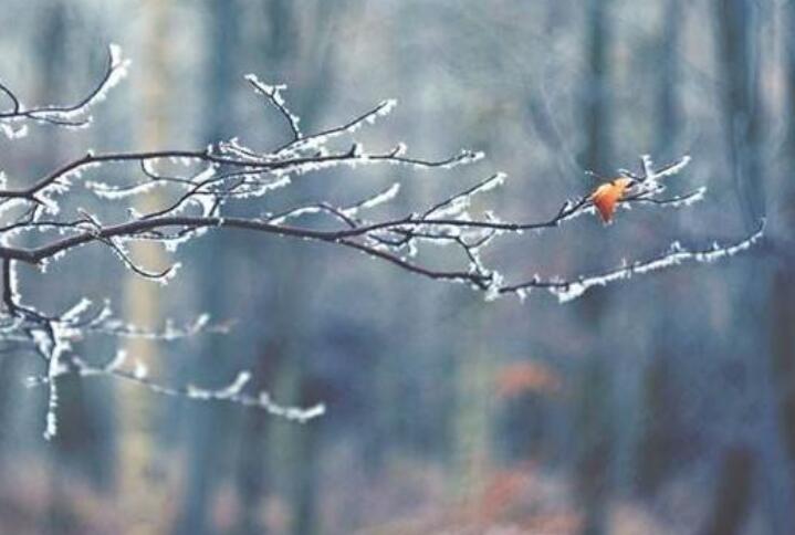 描写冬天优美的句子文案带书名