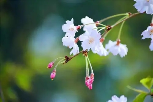 描写西安的春天的句子文案