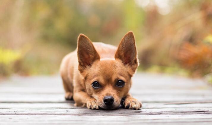 被疯狗咬讽刺人的句子文案