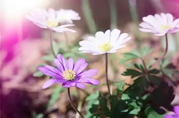 朝气蓬勃积极向上的句子文案