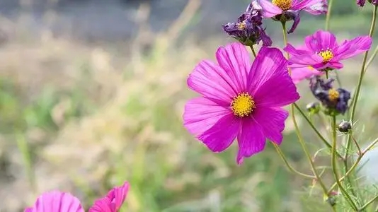 适合春天的浪漫句子文案