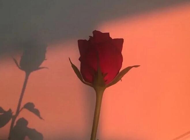 对自己温柔以待的句子文案