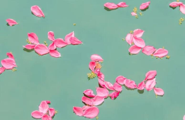 赞美小花的唯美句子文案