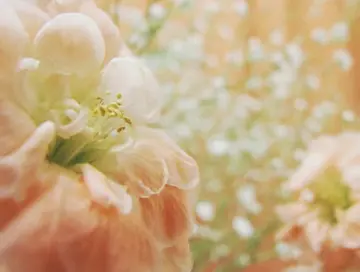 形容简单生活的美好句子文案