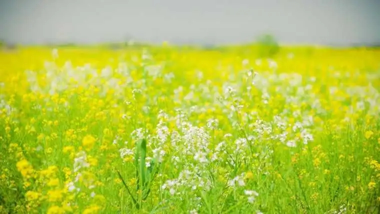 思念情深的句子文案